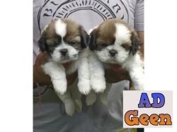 used Show quality shih tzu puppies for sale 